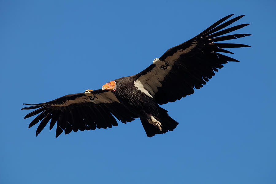 California condor 