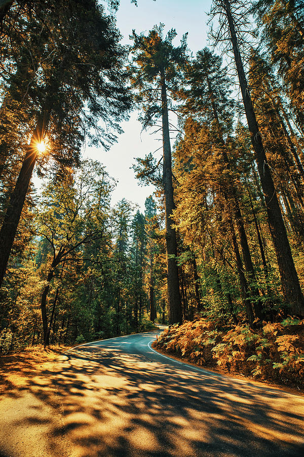 California, Sequoia National Park, Sequoia Trees #2 Digital Art by Claudia Uripos