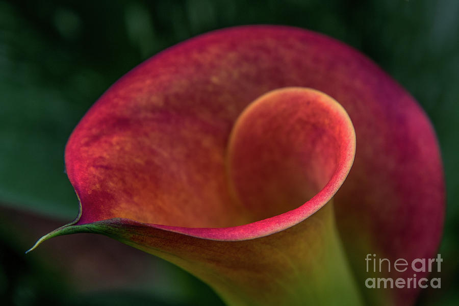 Flower Photograph - Calla Lilly #2 by Bernd Billmayer