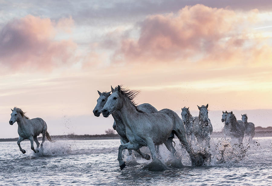 Camargue Horses #2 Digital Art by Beniamino Pisati