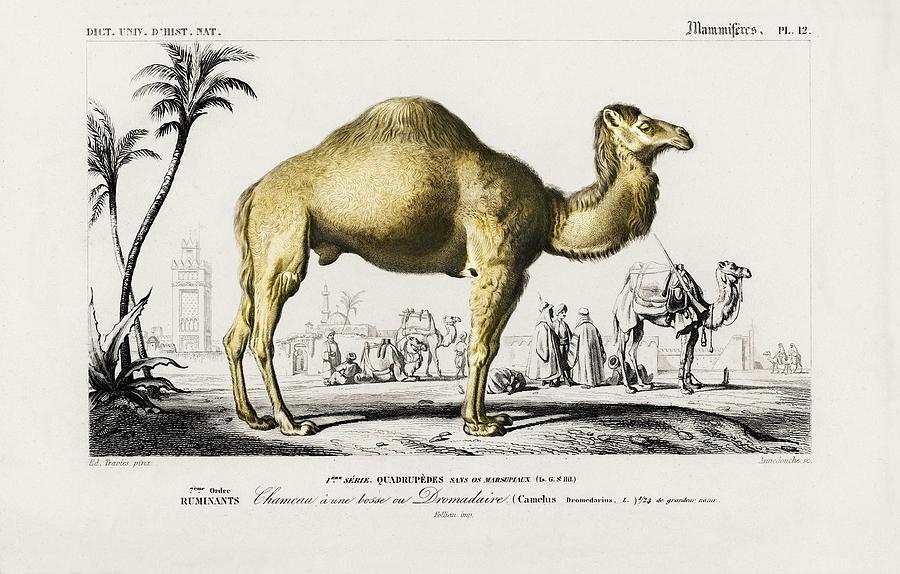 Camel Camelus Illustrated By Charles Dessalines D Orbigny 1806 1876 - 