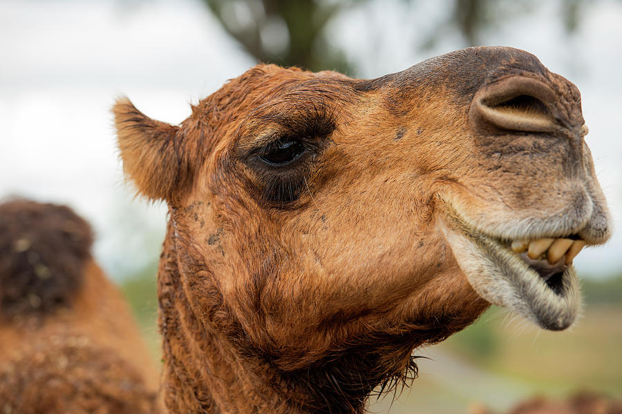 Camel out amongst nature by Rob D Imagery Camel out amongst nature by Rob D Imagery