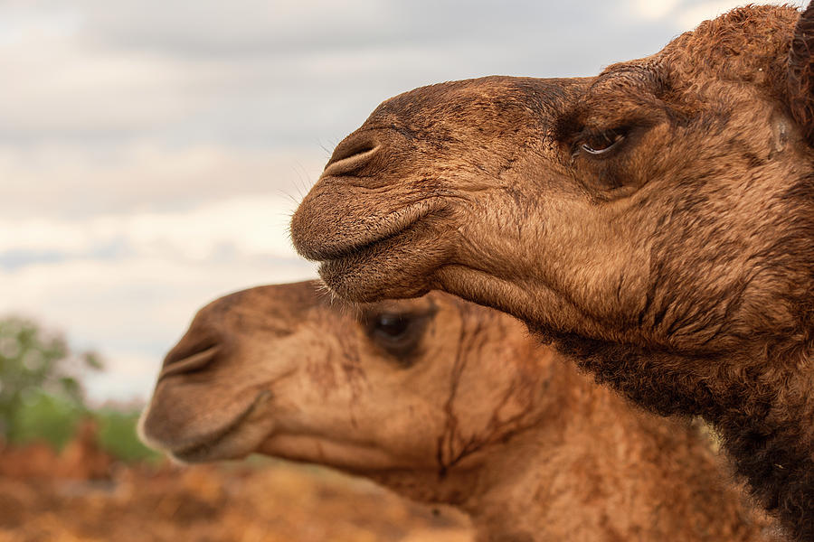 Camels out amongst nature by Rob D Imagery Camels out amongst nature by Rob D Imagery