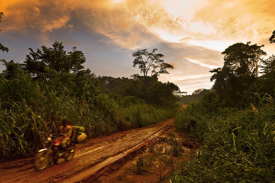 Cameroon Logging #2 Photograph by Brent Stirton