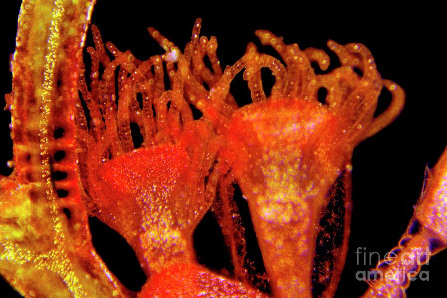 Campanularia Hydrozoan #2 Photograph by Dr Keith Wheeler/science Photo Library