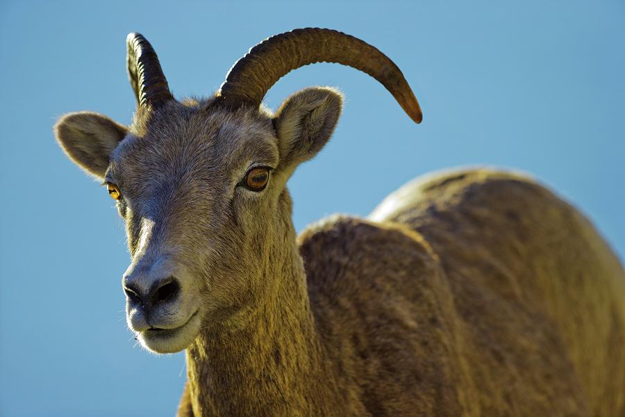 Canada, Alberta, Mountain Sheep #2 Photograph by Don White