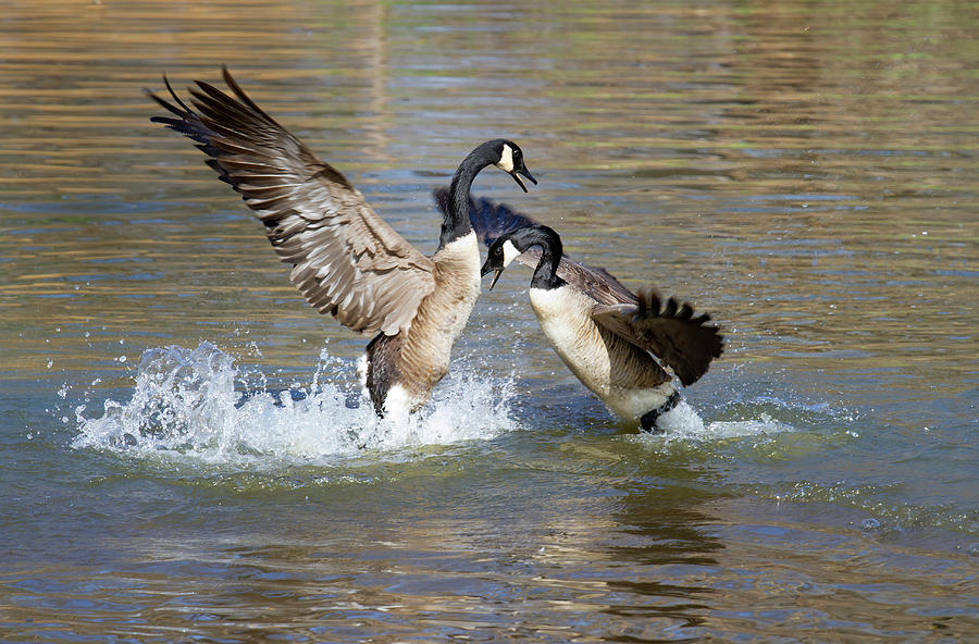 Canada Geese Fighting #2 Photograph by Ivan Kuzmin