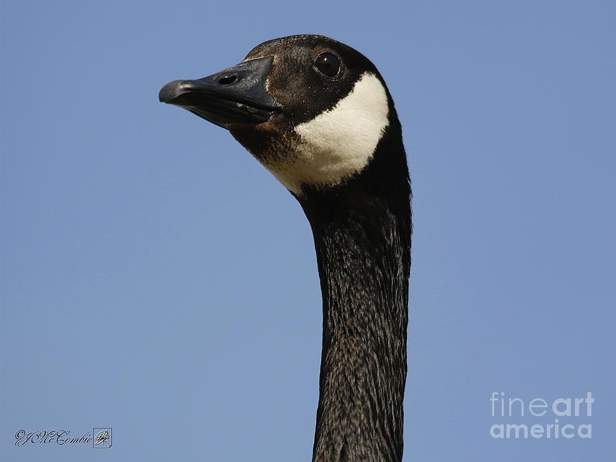 Canada Goose #1 Photograph by J McCombie