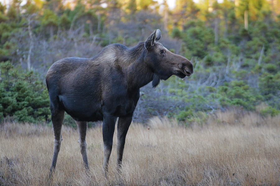 Moose Photograph - Canada, Nova Scotia, Cape Breton #2 by Patrick J. Wall