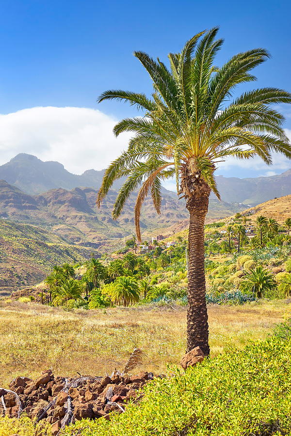 Canarian Landscape With Palm Tree, Gran Photograph by Jan Wlodarczyk ...