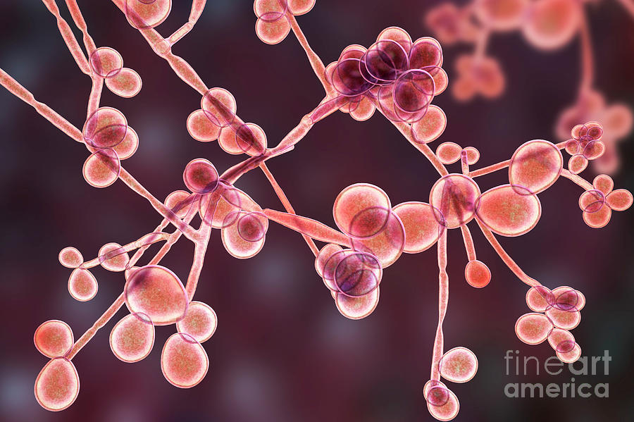 Candida Albicans Yeast And Hyphae Stages 2 By Kateryna Konscience Photo Library 