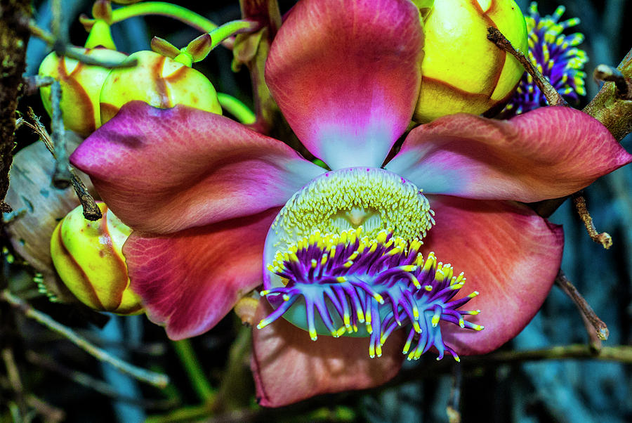 Cannonball Flower #2 Photograph by Donald Pash