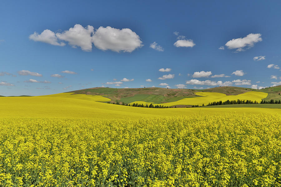 Canola Field In Full Bloom Palouse Photograph by Darrell Gulin - Fine ...