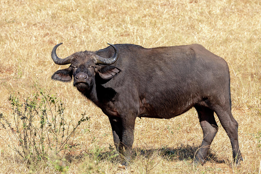 Cape Buffalo at Chobe, Botswana safari wildlife Photograph by Artush ...