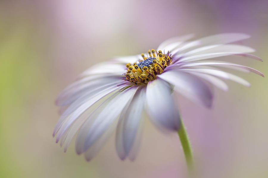 Flower Photograph - Cape Daisy by Jacky Parker