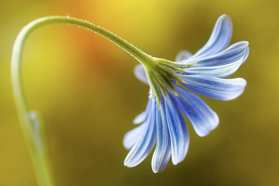 Flower Photograph - Cape Daisy #2 by Mandy Disher