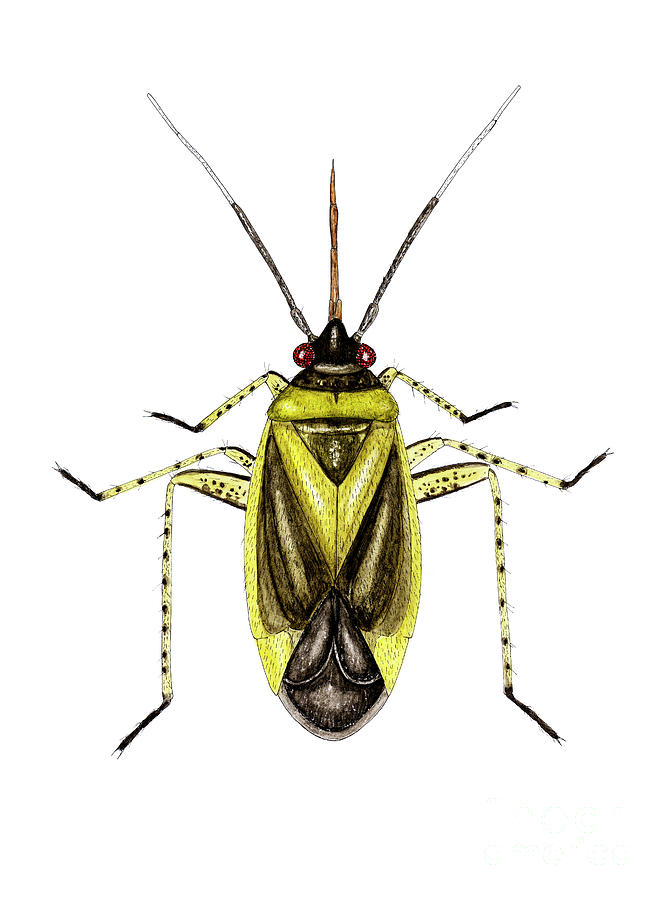 Capsid Bug #2 Photograph by Science Photo Library Capsid Bug #2 Photograph by Science Photo Library