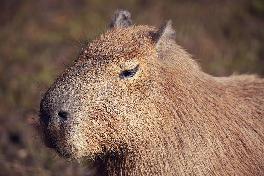 Prints of Digital illustration of Capybara (Hydrochoerus