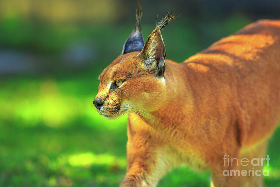 Caracal African Lynx #2 Photograph by Benny Marty