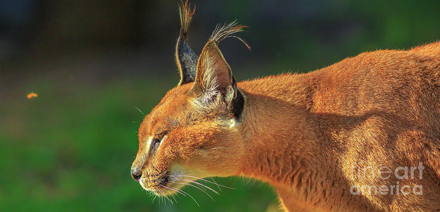 Caracal South Africa #2 Photograph by Benny Marty