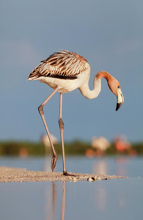 Caribbean Flamingo Juvenile, Ria Lagartos Biosphere #2 Photograph by ...