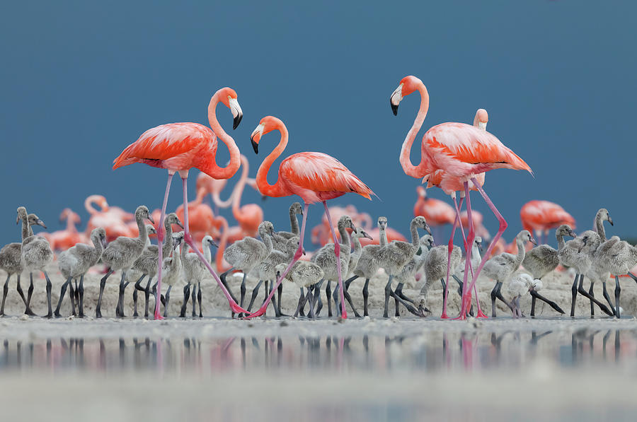 Caribbean Flamingos Adults And Chicks In Breeding Colony #2 Photograph by Claudio Contreras / Naturepl.com Caribbean Flamingos Adults And Chicks In Breeding Colony #2 Photograph by Claudio Contreras / Naturepl.com