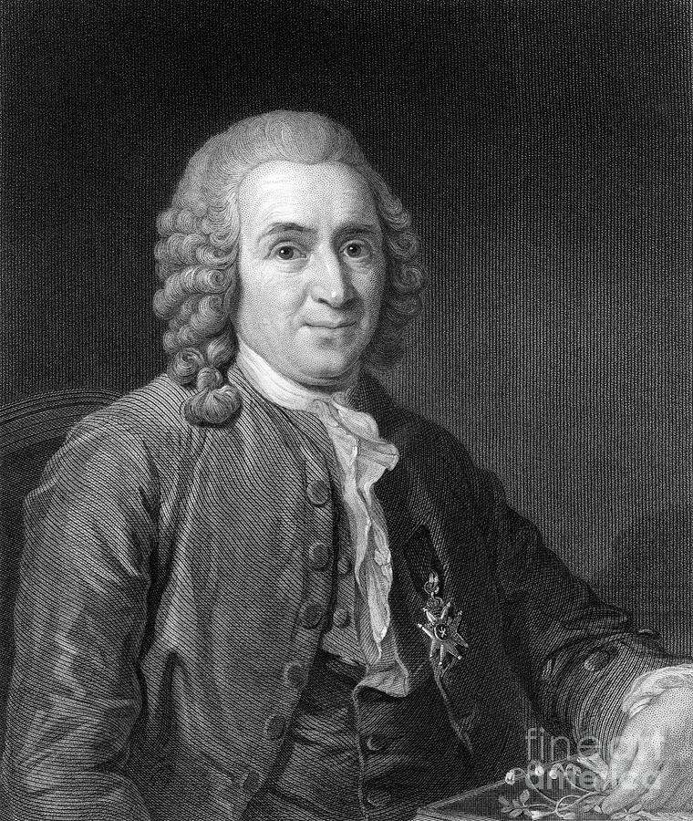 Carolus Linnaeus, 18th Century Swedish #2 Drawing by Print Collector