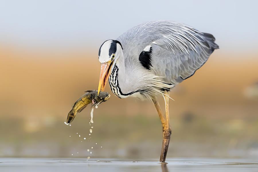 Heron Photograph - Catching #2 by Jun Zuo