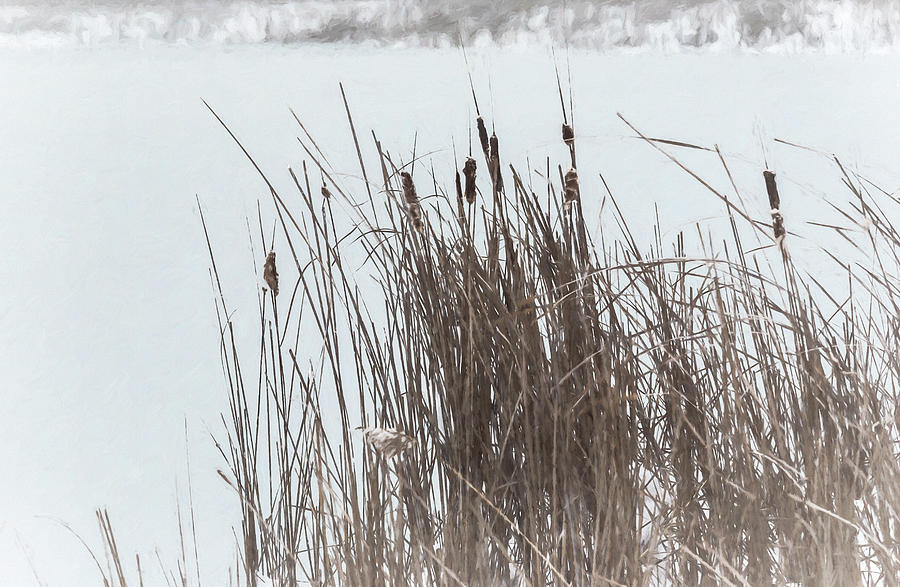 Nature Photograph - Cattails In Wind And Snow #2 by Anthony Paladino