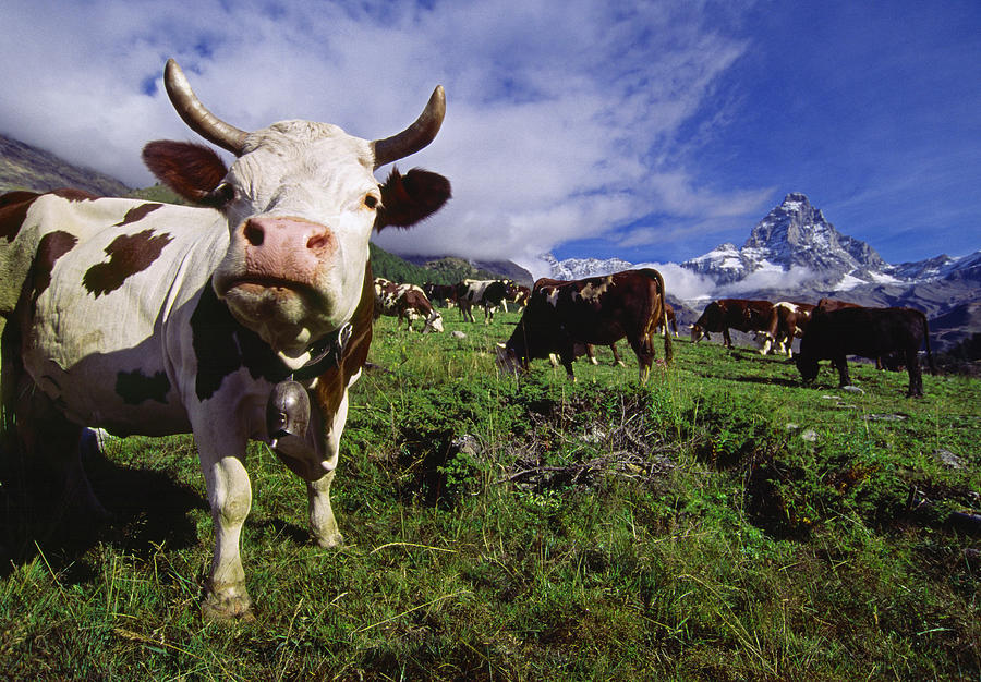 Cattle, Aosta Valley, Italy #2 Digital Art by Davide Erbetta