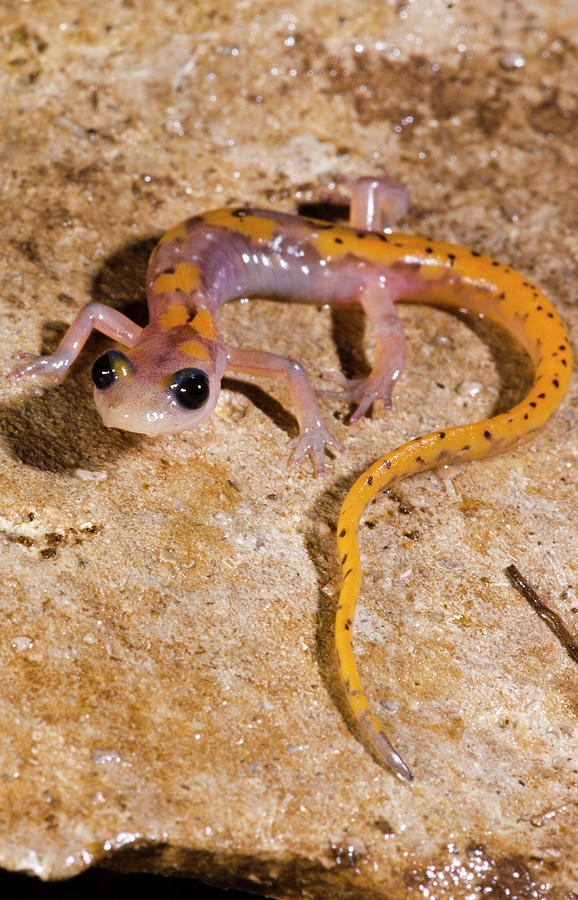 Cave Salamander, Eurycea Lucifuga #2 Photograph by Dante Fenolio