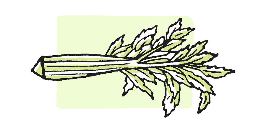 Vintage Drawing - Celery #2 by CSA Images