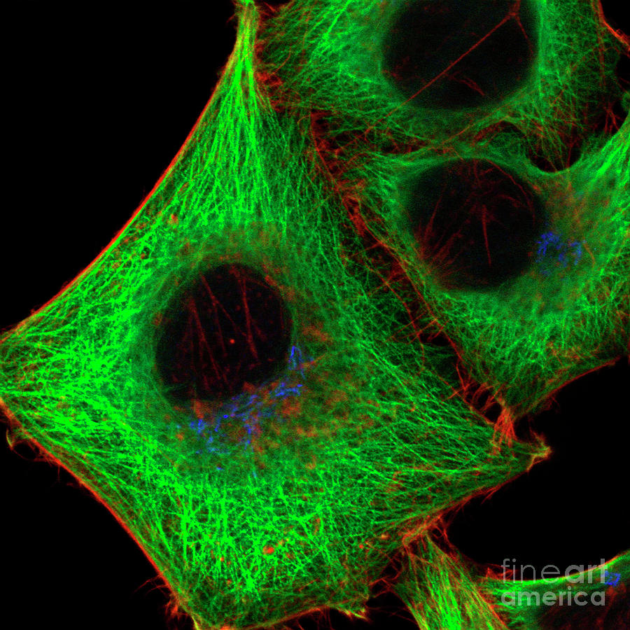 Cell Structure #2 Photograph by Stefanie Reichelt/science Photo Library