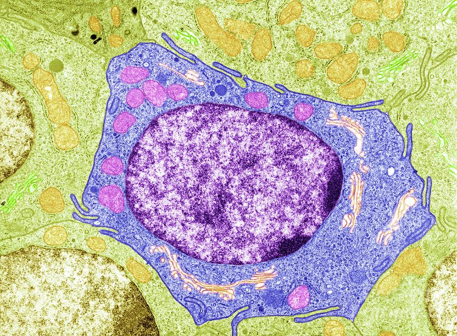 Cell Structure Photograph By Steve Gschmeissner Science Photo Library 