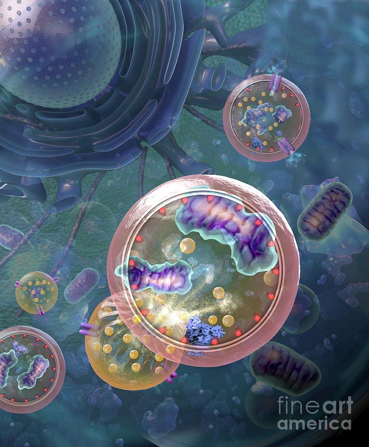 Cellular Autophagy #2 Photograph by Nicolle R. Fuller/science Photo Library