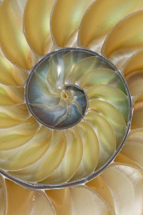 Chambered Nautilus Shell Photograph By Adam Jones - Fine Art America