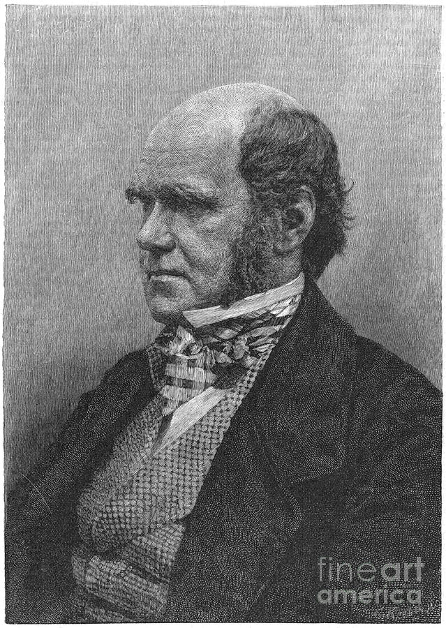 Charles Darwin, English Naturalist #2 Drawing by Print Collector