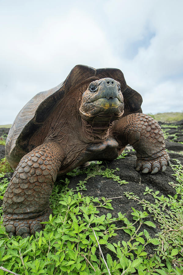 Chatham Island Tortioise, Galapagos #2 Photograph by Tui De Roy