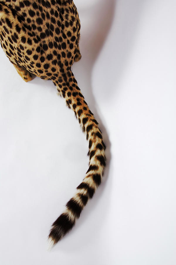 Cheetah Acinonyx Jubatus Against White #2 Photograph by Martin Harvey