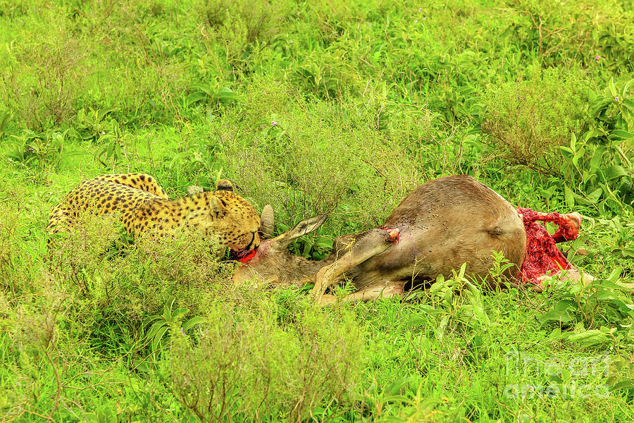 Cheetah eats Gnu #2 Photograph by Benny Marty