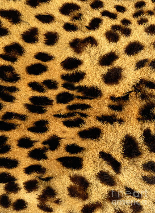 Cheetah Fur #2 Photograph by Siede Preis