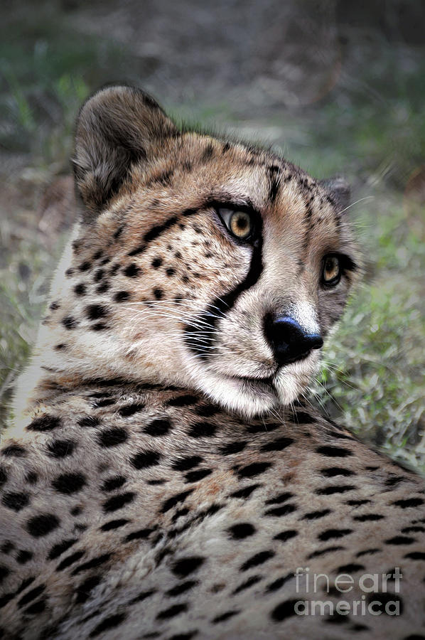 Cheetah Digital Art