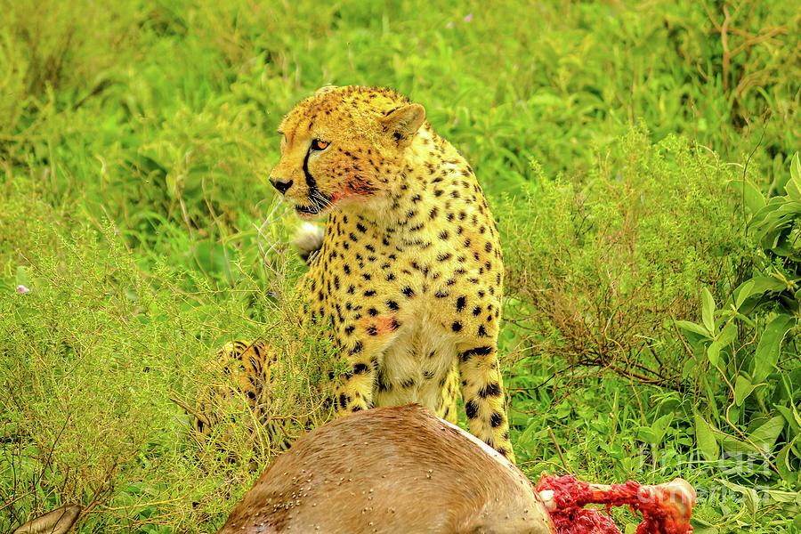 Cheetah with bloody face #2 Photograph by Benny Marty