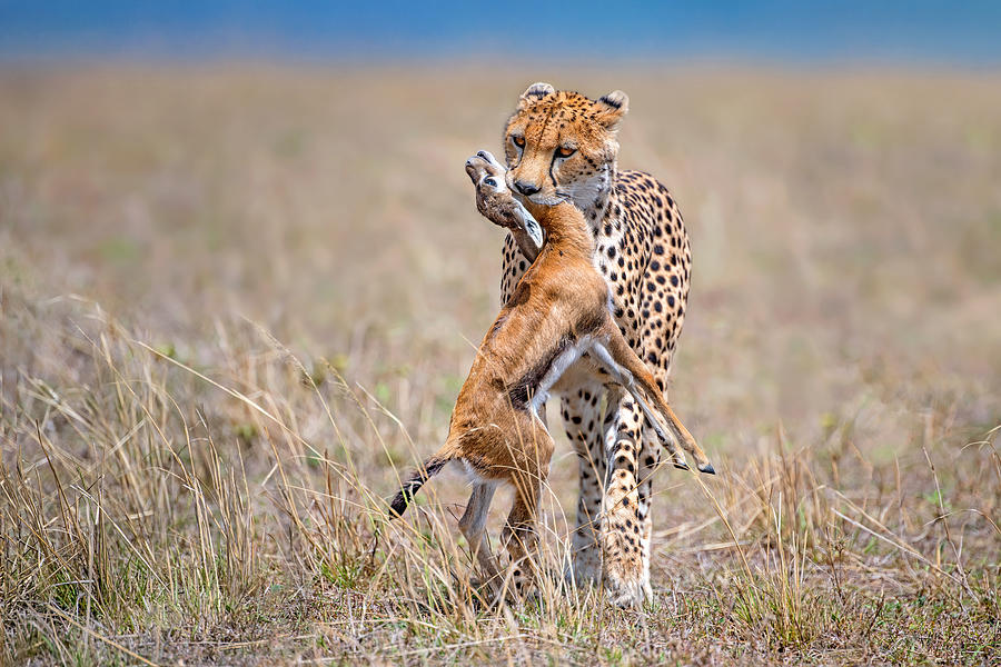 Wildlife Photograph - Cheetah With Prey #2 by Xavier Ortega