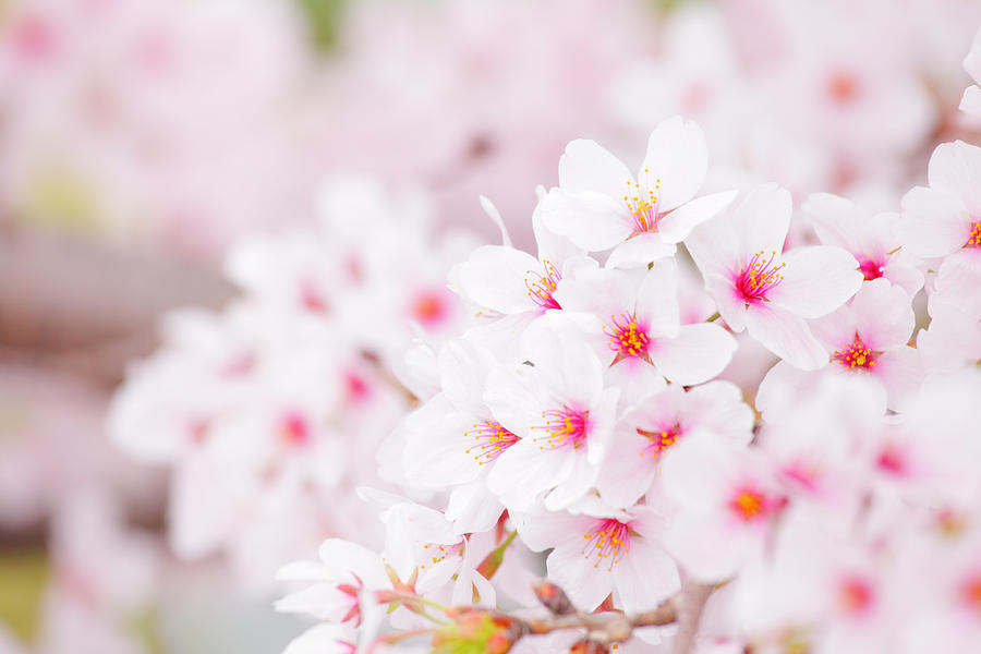Cherry Blossom #2 Photograph by Ngkaki