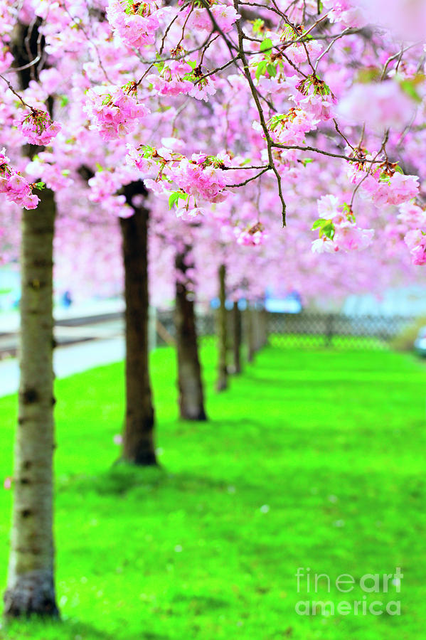 Cherry Blossom #2 Photograph by Science Photo Library Cherry Blossom #2 Photograph by Science Photo Library