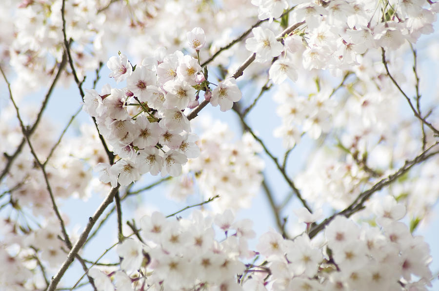 Cherry Blossoms On Branch #2 Photograph by Wataru Yanagida
