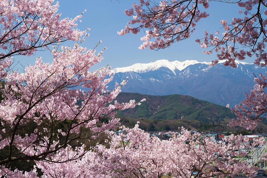 Cherry Blossomscerasus Subhirtella #2 Photograph by Akira Kaede