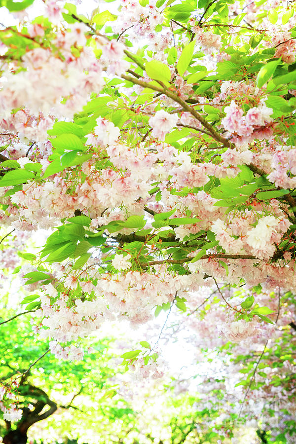 Cherry tree blossom Photograph by Anastasy Yarmolovich