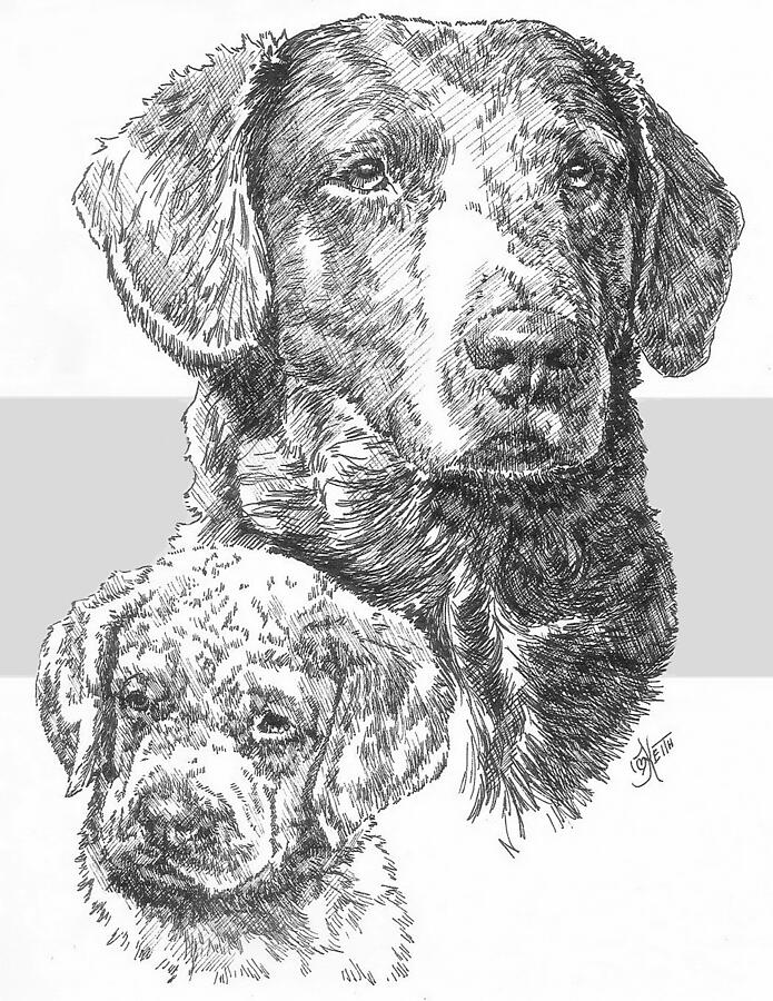Chesapeake Bay Retriever and Pup Drawing by Barbara Keith